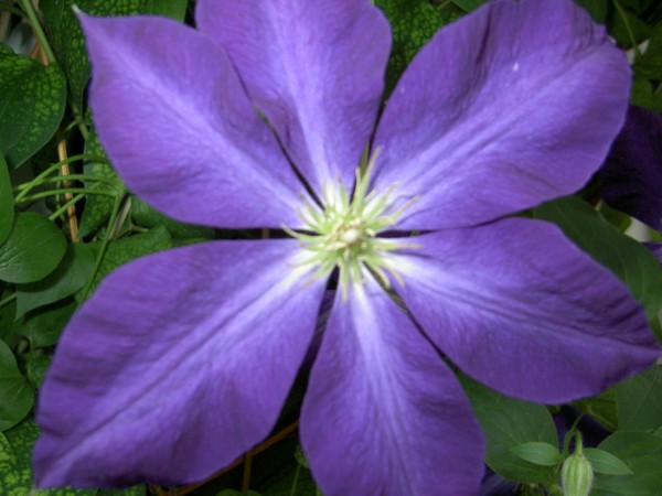 Purple Flower