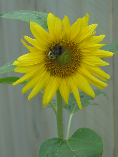Sunny flower