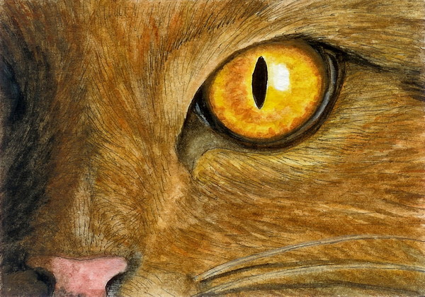 Ginger Eye