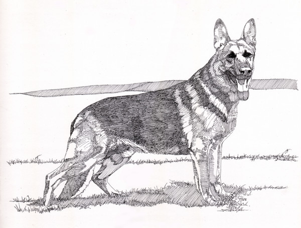 German Shepherd