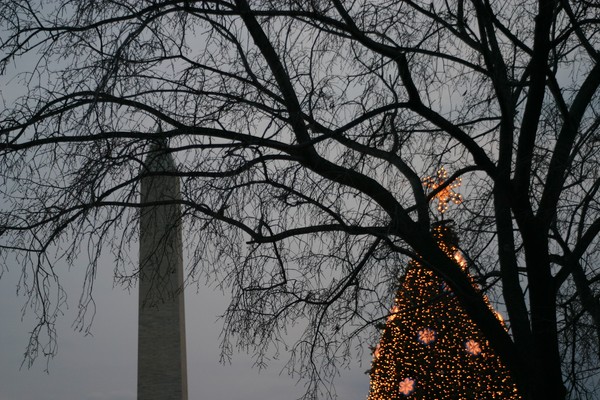 Trees On the Mall DC