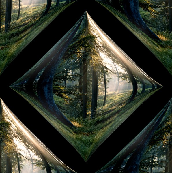 Quiescent Forest (Two)