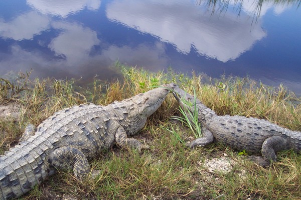 Gaters