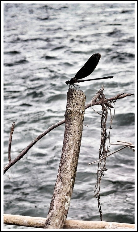 black spirit
