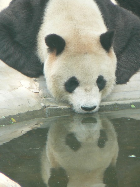Reflection of a Panda's Kiss