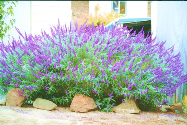 Lupinus albifrons