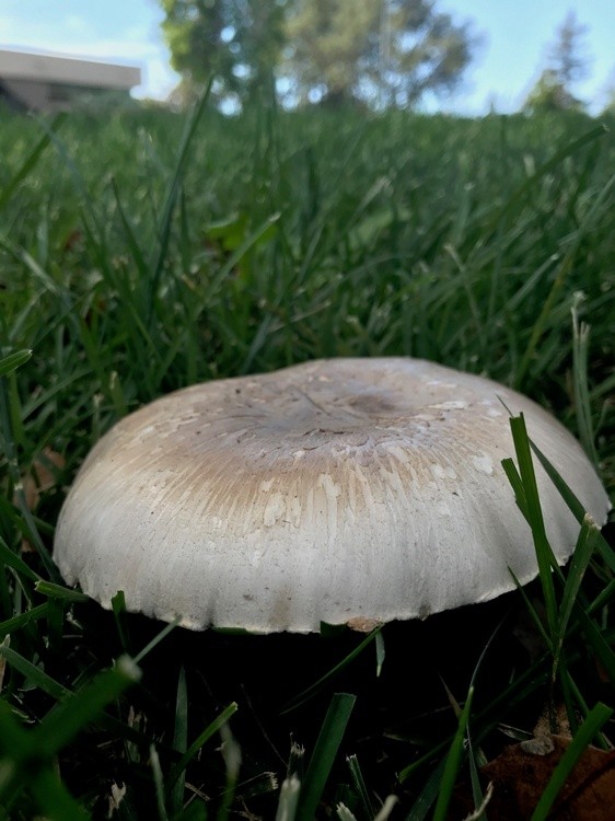 Toadstool