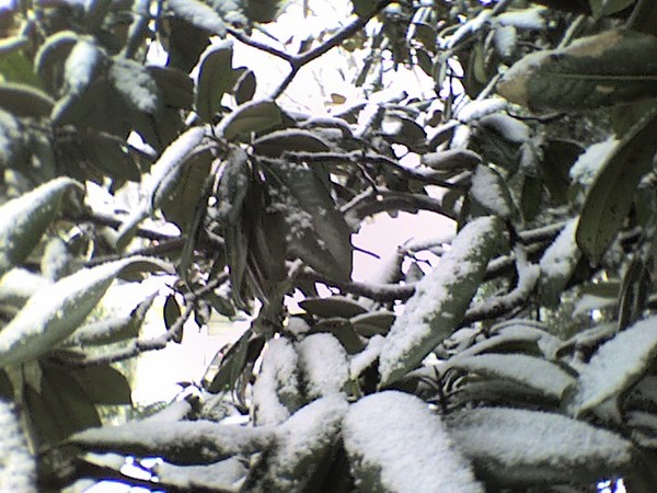 Snowy Magnolia leaves