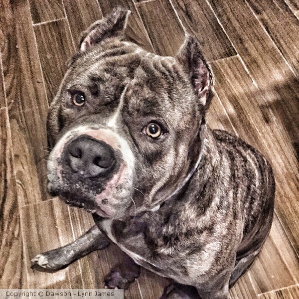 Zsa zsa