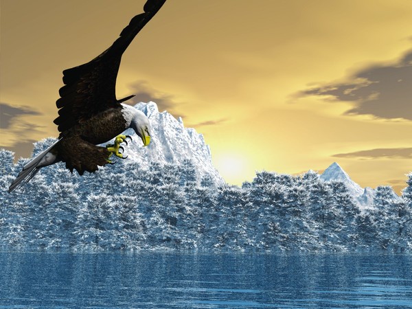 Eagle of The High Plains