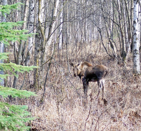 Young Moose Female 3