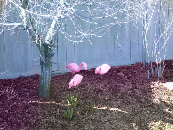 Urban flock