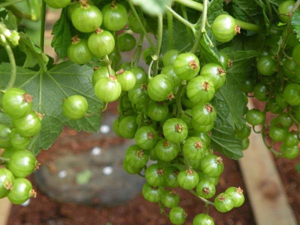 Berries