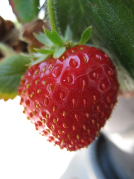 la strawberry