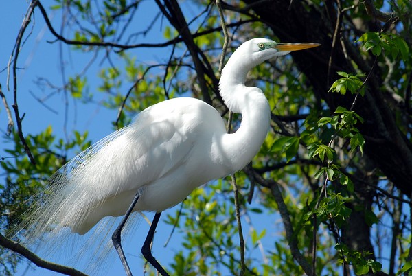 Great White Heron