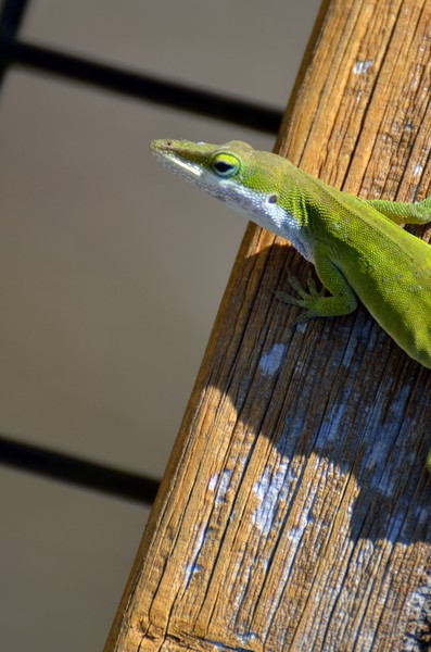 Chameleon Lizard