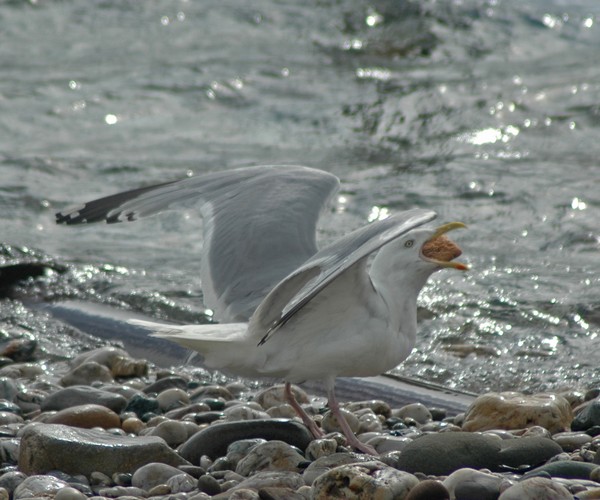 Seagull