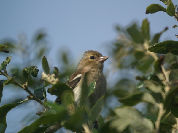 'Sunday Morning Chaffinch'