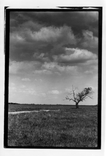 Lone tree and path