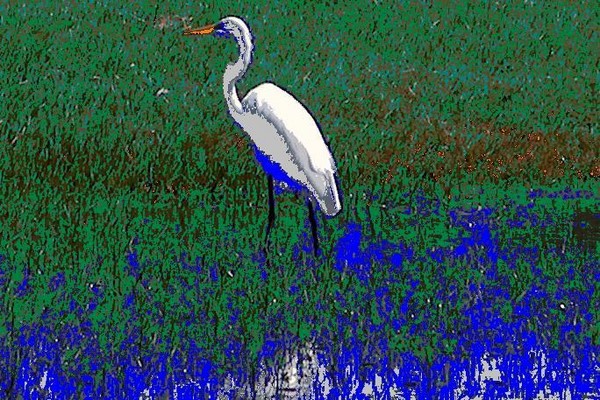  GREAT EGRET 