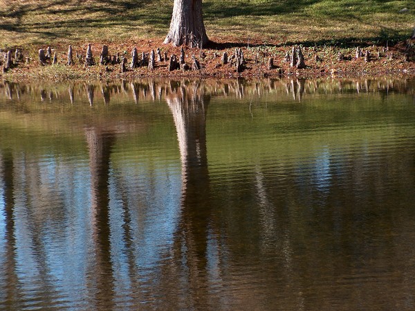REFLECTION'S