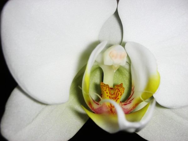 White Beauty