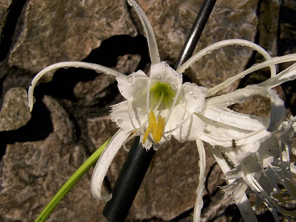 white flower
