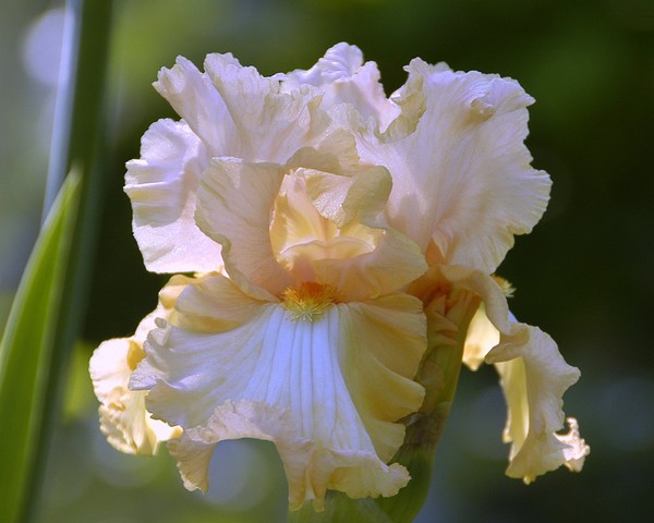Iris #2