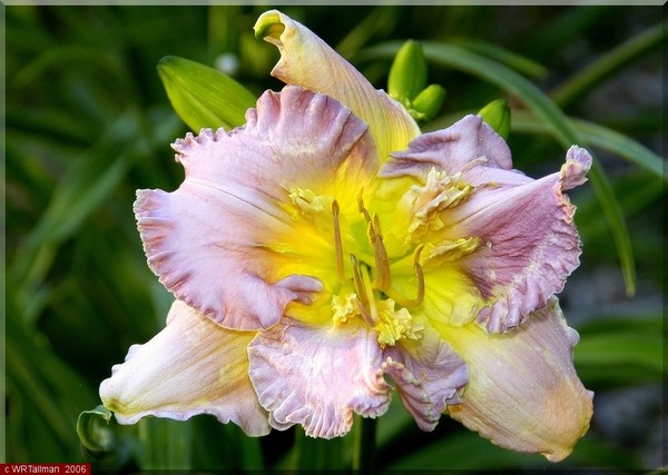 Daylily #1