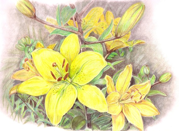 Lillies