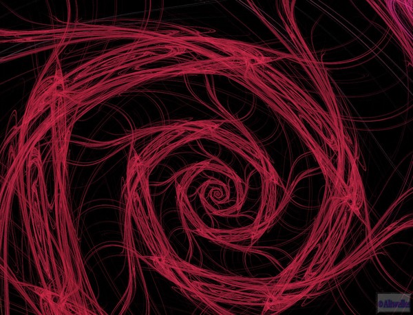 The Rose