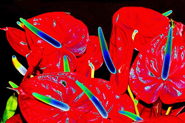 Hot Anthurium