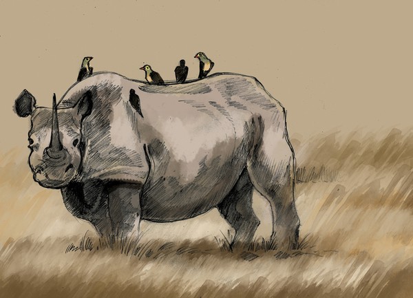 rhinosorus and birds