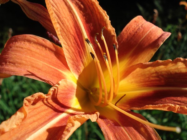 day lilly