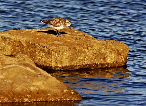 Speckled Rocks