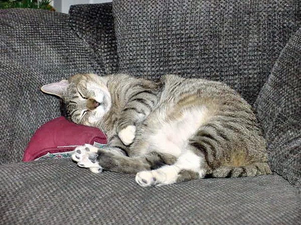 Spaz, the King of the Couch