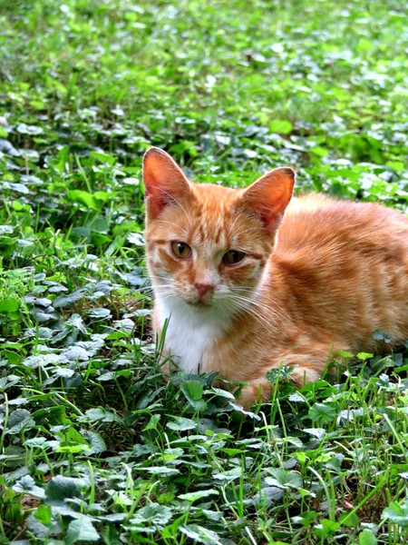 Farm Cat