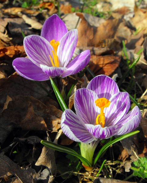 Spring Crocus