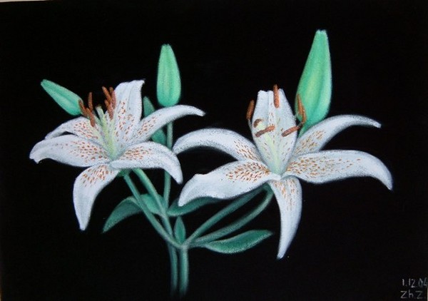 White Lilis