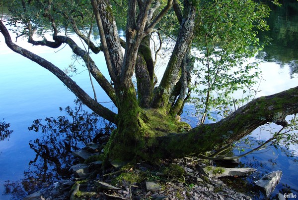 BLUE REFLECTION