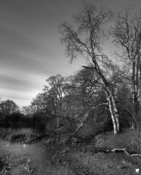 FROZEN POND-SIDE