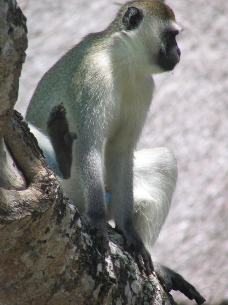 Vervet Monkey