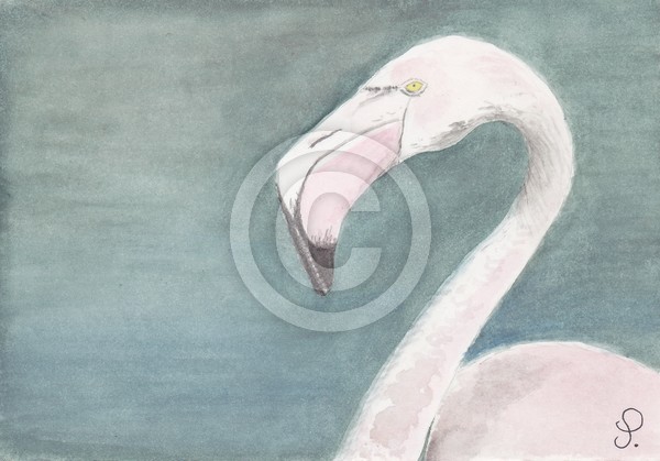 Greater Flamingo (Phoenicopterus roseus, Pallas)