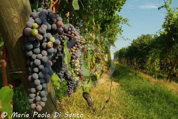 A good grape harvest
