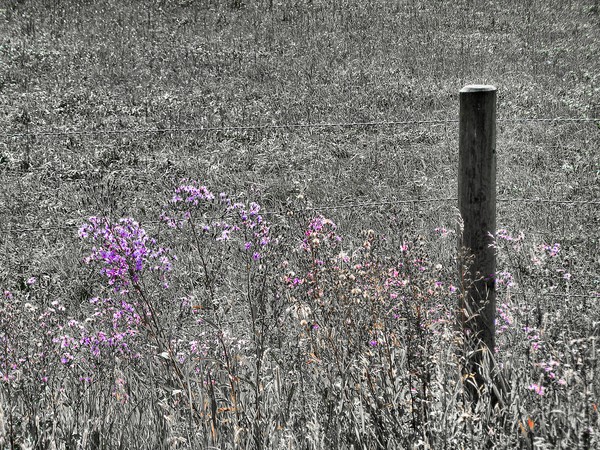 Solitary