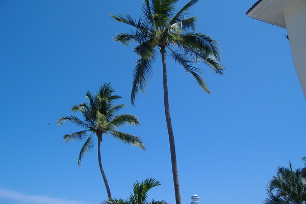 Palm Trees