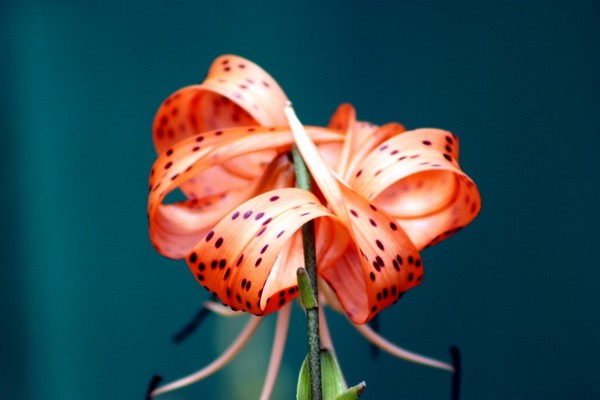 Tiger Lily
