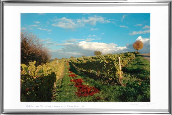 wineyard in engelstadt