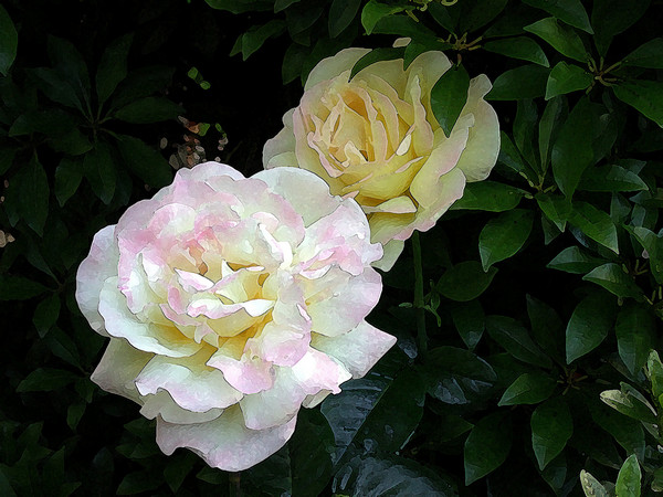Peace Roses