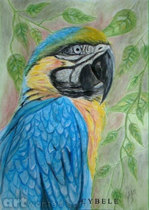 Blue and Yellow Macaw